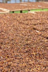 thinly sliced ​​tobacco leaves and dried in the sun