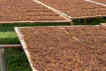 thinly sliced ​​tobacco leaves and dried in the sun