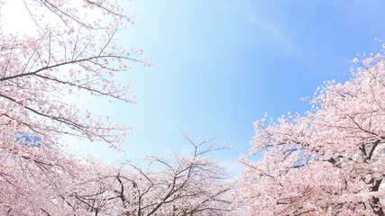Fotobehang Flower, Spring, Cherry blossom © JP trip landscape DL