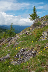 Stones on the mountainside. Seminsky mountain range in Altai