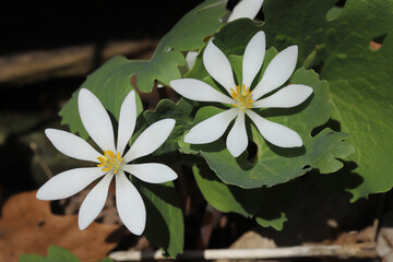Close-up photo of Bloodroot (Sanguinaria canadensis) flowers.  This is an early-blooming spring...