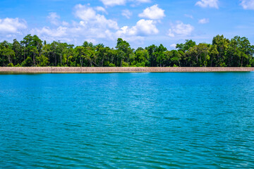 beach with palm trees