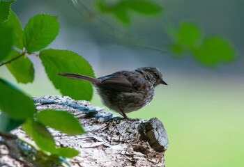 sparrow on a branch