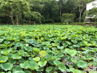 Lotus in the japanese garden