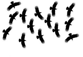 Group of crows silhouette. Birds fly together. Isolated on a white background. Halloween themed.