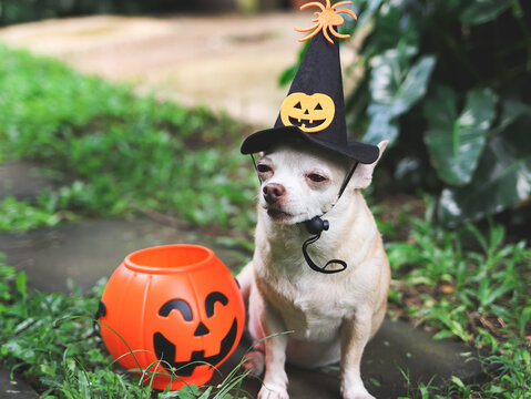 short hair  Chihuahua dog wearing Halloween witch hat decorated with pumpkin face and spider, sitting on cement tile in the garden  with plastic halloween pumkin basket.