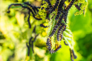 Nettle leaves close-up being eaten by black caterpillars with thorns and white dots. Stage of the caterpillar at the peacock butterfly