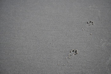 puppy prints in the sand