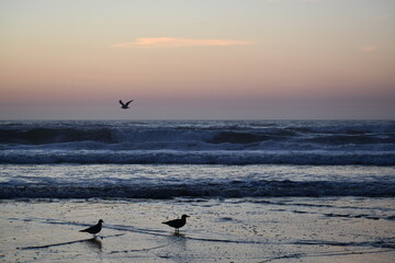 Naklejka premium seagull buddies in the evening
