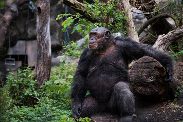 old big smiling chimpanzee at the zoo