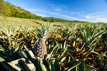 Closeup pineapple tropical fruit at farm against blue sky in Hua Hin - Powered by Adobe