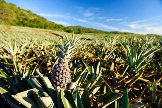 Closeup pineapple tropical fruit at farm against blue sky in Hua Hin