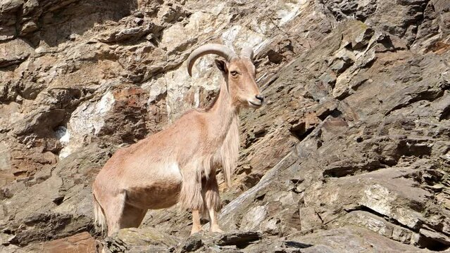 The Barbary sheep (AMMOTRAGUS LERVIA) on a rock