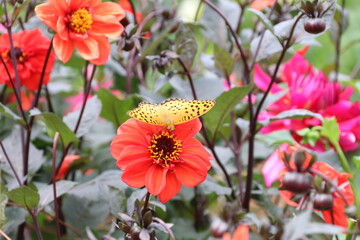 秋の花、ダリヤ。