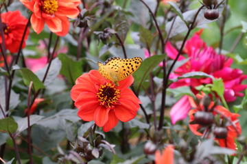秋の花、ダリヤ。