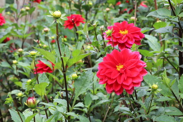 秋の花、ダリヤ。紅すずめ
