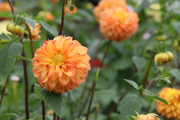 秋の花、ダリヤ。マーマレード