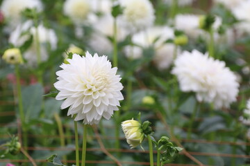 秋の花、ダリヤ。白天