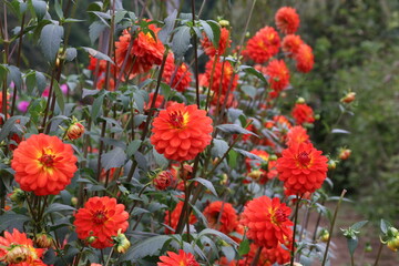 Obraz premium 秋の花、ダリヤ。オレンジベルベット