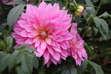 Obraz premium 秋の花、ダリヤ。愛の園