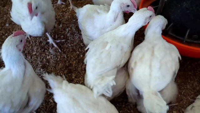 Granja Av&iacute;cola