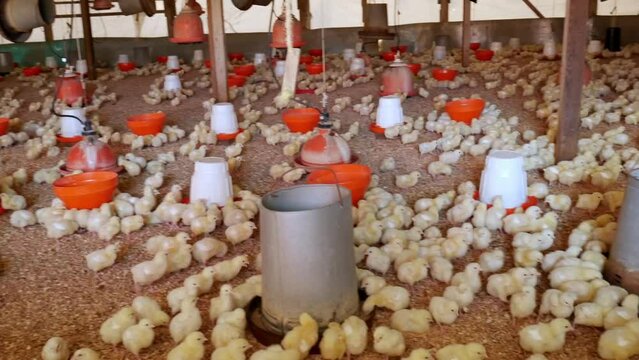 Granja Av&iacute;cola