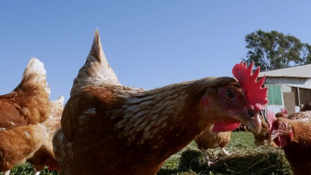 Gallinas Libres/ Free Range