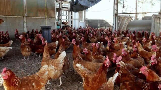 Granja Av&iacute;cola