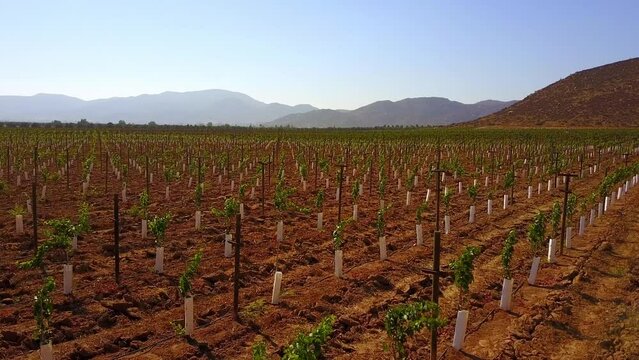 Vi&ntilde;edos en Valle de Guadalupe, Baja California, M&eacute;xico