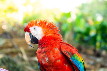 colorful macaw of peruvian jungle