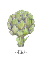 Artichoke watercolor illustration, food and vegetables design element