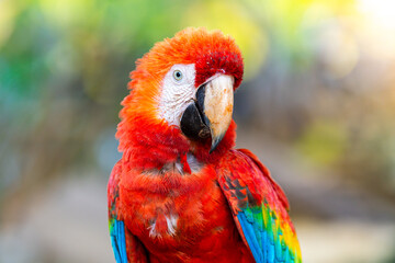 colorful macaw of peruvian jungle