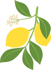 doodle freehand sketch drawing of lemon fruit.