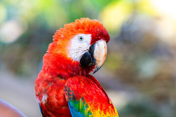 colorful macaw of peruvian jungle