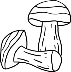 doodle freehand sketch drawing of porcini mushroom.