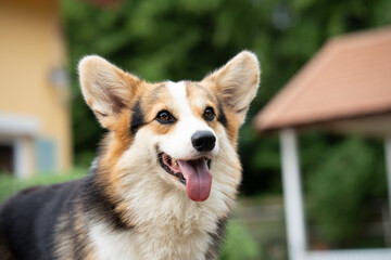Corgi dog on the grass in summer sunny day, animal smile concept