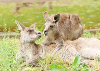 母親に抱きつくオオカンガルーの子供