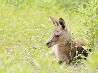 緑の草むらで休むオオカンガルー
