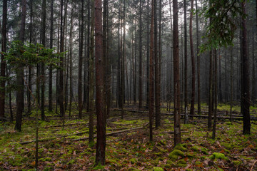 Obraz premium Long wet pine trees in the forest in autumn