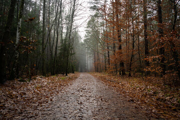 Wet walkway covered with brown and orange leaves in the forest on a foggy day in autumn