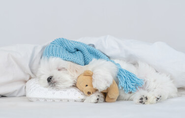 Cute Lapdog puppy wearing warm hat sleeps under white blanket on a bed at home and hugs favorite toy bear