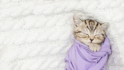 Cute tiny kitten wrapped like a baby, sleeps on a bed. Top down view