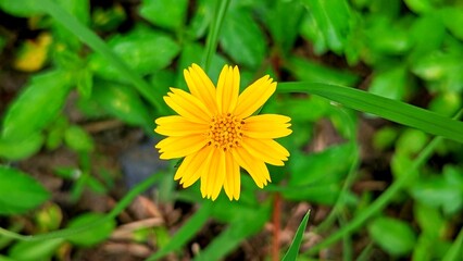 yellow flower in the garden 