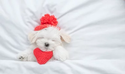 Fototapeten Funny lapdog puppy wearing red wam hat sleeps on a bed at home with red heart.  Valentines day concept. Top down view. Empty space for text © Ermolaev Alexandr