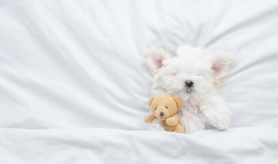 Cute lapdog puppy sleeps under  blanket on a bed at home and hugs favorite toy bear. Top down view....