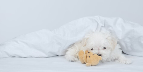 Playful White Lapdog puppy hugs toy bear under white blanket on a bed at home. Empty space for text