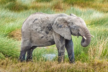 A juvenile elephant drinking water in the Serengeti, Tanzania