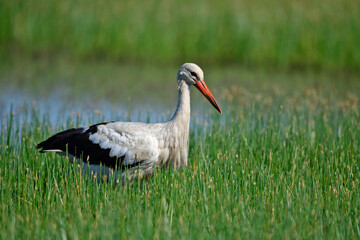 Fototapeta premium White stork // Weißstorch (Ciconia ciconia) 