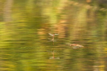 flying dragonflies over the water