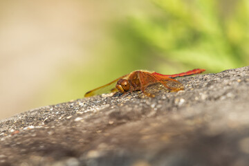 a dragonfly sits on a stone